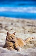 cat enjoying the beach. I can see myself and this fella get along ...