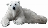 Polar Bear PNG Transparent Polar Bear.PNG Images. | PlusPNG