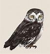 Owl sketch - limoboard
