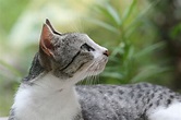 File:Domestic cat felis catus.jpg - Wikimedia Commons