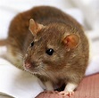 Rato Twister: preço e como comprar este animal de estimação! | Guia Animal