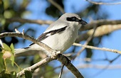 21 Gray Birds in North America - Picture and ID Guide - Bird Advisors