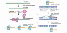 CRISPR/Cas9 - CRISPR Biotech Engineering
