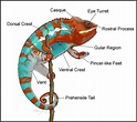 Chameleons (With images) | Chameleon pet, Chameleon care, Veiled chameleon
