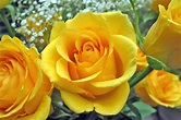 Yellow Roses - Roses Photo (9842259) - Fanpop