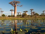 Il viale dei baobab in Madagascar: periodo migliore per visitarlo e ...