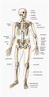 Anatomie körper, Menschlicher körper anatomie, Anatomie und physiologie