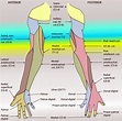 Anatomy, Shoulder and Upper Limb, Arm Structure and Function ...