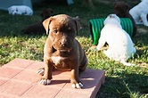 Cuccioli di PitBull - American Pitbull Terrier