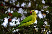 The Mysterious Story of the Green Parrots in Düsseldorf | Life in ...