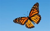 The Incredible Life Cycle of the Monarch Butterfly – kimcampion.com