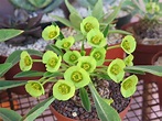 Euphorbias: Plant Care and Collection of Varieties - Garden.org