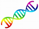 DNA PNG transparent image download, size: 4750x3500px