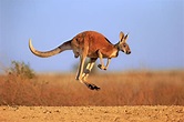 Kangaroo: Habitat, Behavior, and Diet