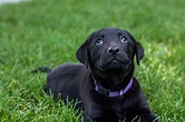 Summer Sale! Beautiful Female Black Lab Puppy– Placed – Puppy Steps ...