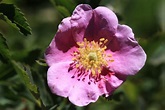 File:Wild rose Rosa woodsii closeup.jpg