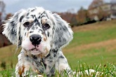 English Setter Dog Breed Information and Characteristics | Daily Paws