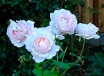 Rose (Rosa 'Constanze Mozart') in the Roses Database - Garden.org