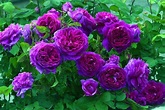 Rose inglesi - Piante da Giardino - Rose inglesi