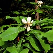 Magnolia Officinalis Var Biloba. Photograph by Terence E Exley/science ...