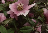 Helleborus - Lenton Rose - Powerful Perennials