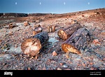Der versteinerte Wald von Jaramillo in Patagonien, Argentinien Stock ...