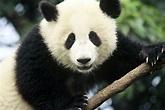 panda, Pandas, Baer, Bears, Baby, Cute, 1 Wallpapers HD / Desktop and ...