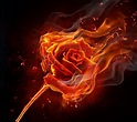 fire or flower | Rose on fire, Burning rose, Burning flowers