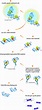 Principle of chromatin immunoprecipitation (ChIP) technique | Download ...