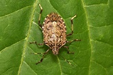 Brown stink bugs pose a threat to the UK - Amateur Gardening