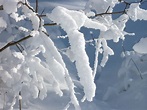 Free Images : branch, snow, cold, frost, ice, weather, snowy, season ...