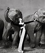 „Dovima with elephants” - Richard Avedon – Bel-Esprit