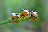 50 Frog Facts About These Little Leaping Creatures - Facts.net