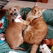 20 Funny Photos of Dogs and Cats Together | Reader’s Digest