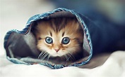 Very Cute Cats Wallpapers - Wallpaper Cave