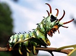 Meet the Hickory Horned Devil Caterpillar, Fierce in Appearance but ...