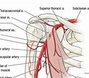 Pictures Of Axillary Artery | Healthiack