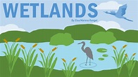 Wetlands - The Kidneys of the Earth - YouTube