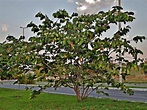 Guama, un árbol tropical de gran utilidad | Jardineria On