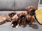 Boxer Cachorros Listo Ahora Para Su Adopción. | Mercado Libre