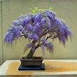 Jacaranda Mimosifolia Ornamental Blue Jacaranda Bonsai Tree - Etsy