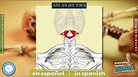 Atlas hueso 🦴Todo huesos de anatomía humana🦴 - YouTube