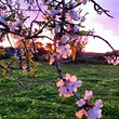 Almendros Almond Blossom, Mallorca, Spain | Mallorca, Palma de mallorca ...