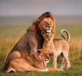 Wildlife Photography Photos For Sale ~ African Lion Fine Photography ...