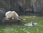 Polar bear attacks woman at Berlin Zoo | World news | The Guardian