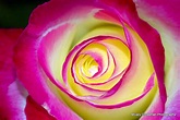 Luminous | Rose, Luminous, Flowers