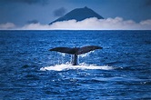 Whale Watching: Die 10 besten Orte, um Wale zu sehen – HOME of TRAVEL