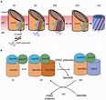 Frontiers | The Biogenesis Process of VDAC – From Early Cytosolic ...