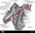 La anatomía de la arteria axilar sobre un fondo blanco Fotografía de ...