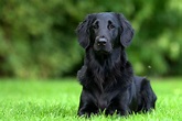 All You Need to Know About the Black Golden Retriever | PetvBlog